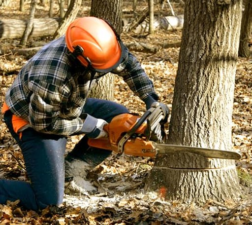 Tree Removal in Booneville, MS